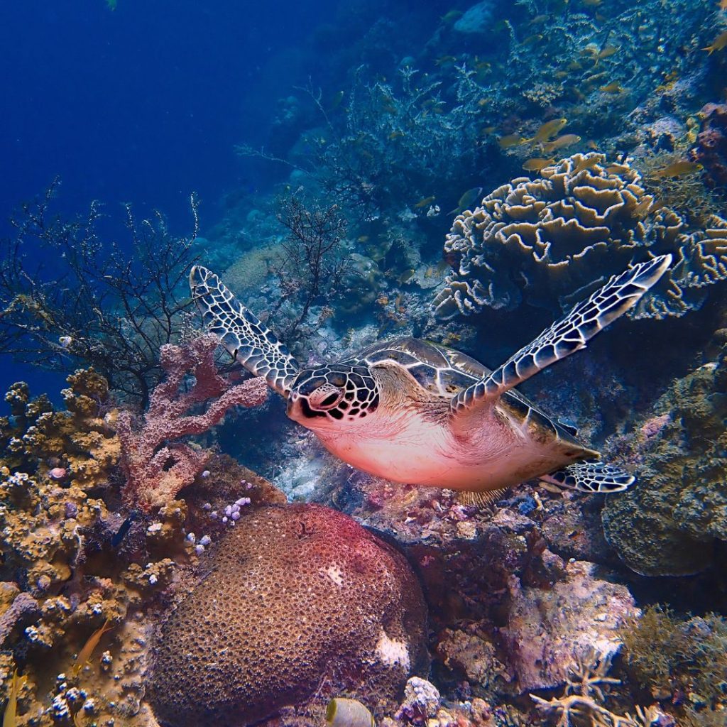 Moana Resort Panglao - Haka Dive Center