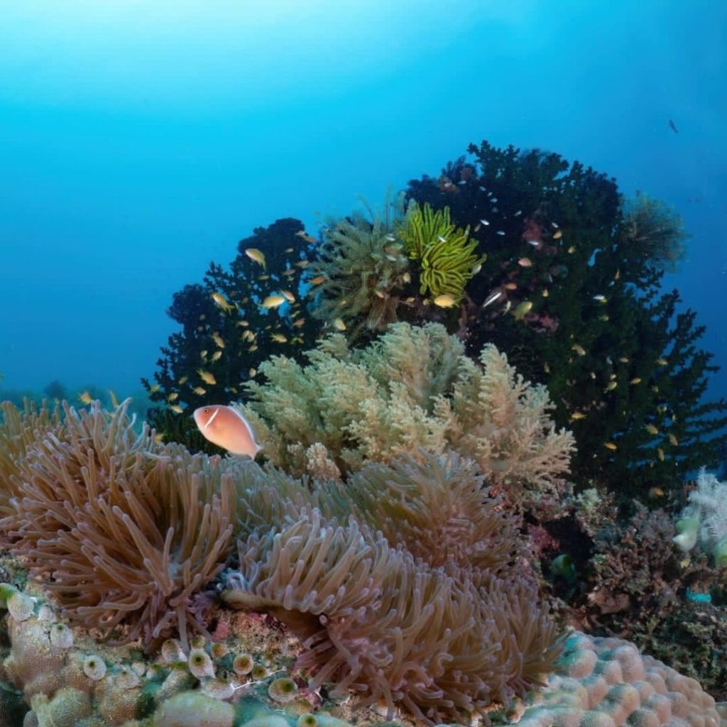 Moana Resort Panglao - Haka Dive Center