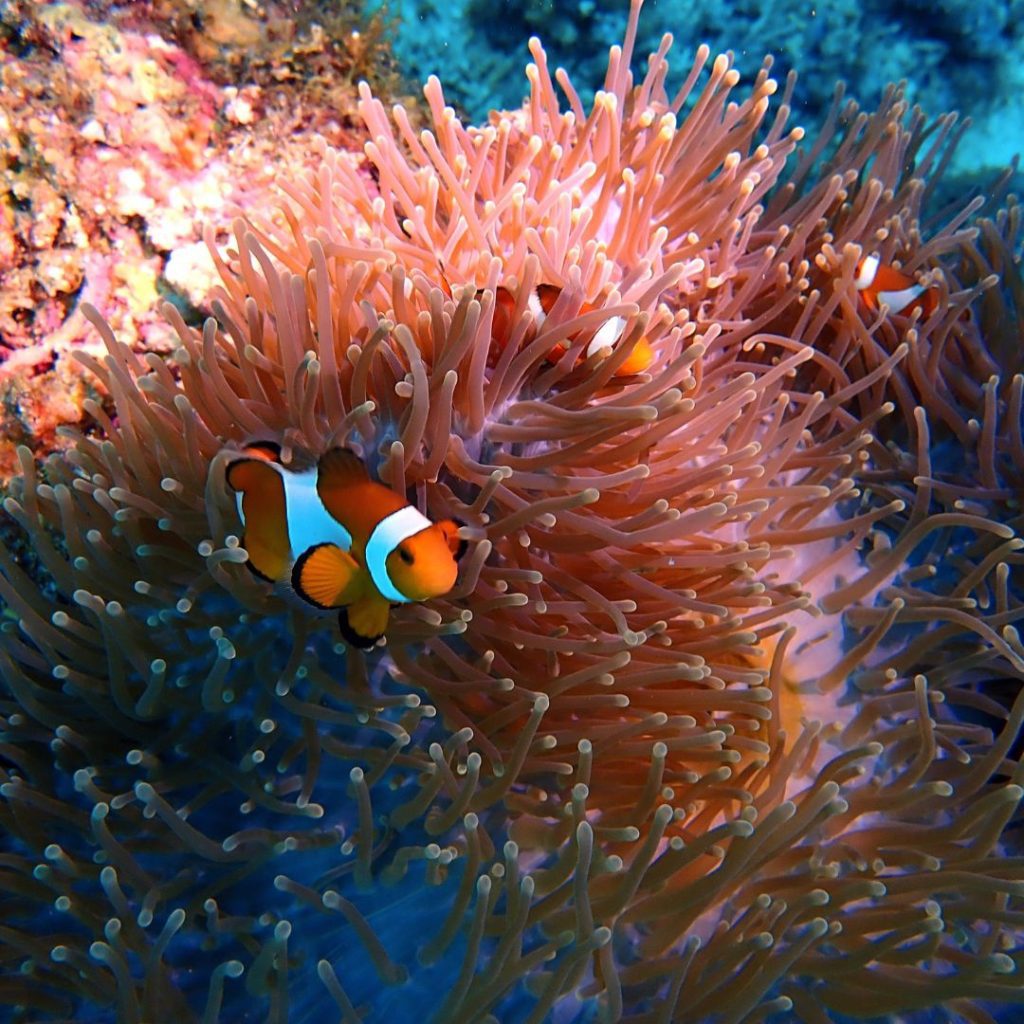 Moana Resort Panglao - Haka Dive Center